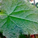 Tretman staklenika u jesen od bijele mušice